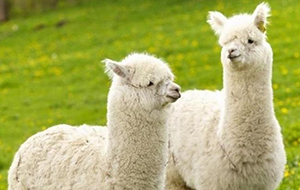 研究羊駝抗體所使用超純水機(jī)需滿足什么數(shù)值