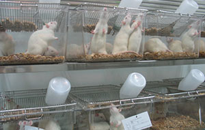 實驗室動物飲用水標準有哪些？