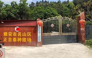 雅安市名山區(qū)正吉泰種豬場