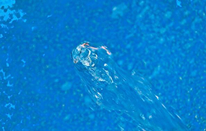 什么是指的水中的有機物質?